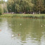 На озеро в омском парке 30-летия ВЛКСМ прилетели лебеди-шипуны.