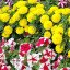 В Омске появятся 470 тысяч цветов